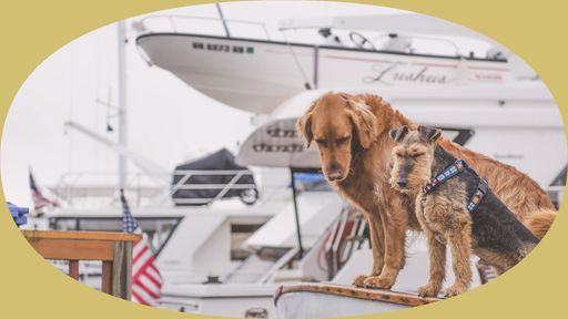 How to Fly with a Dog (or other pet) and Travel Internationally as a Digital Nomad
